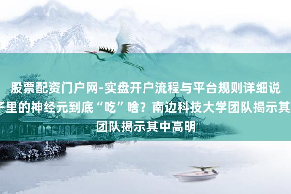 股票配资门户网-实盘开户流程与平台规则详细说明 脑子里的神经元到底“吃”啥？南边科技大学团队揭示其中高明